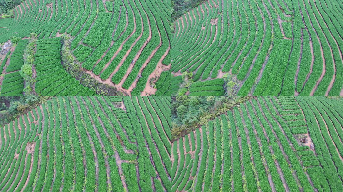 安溪茶园茶山航拍梯田绿色风景自然生态