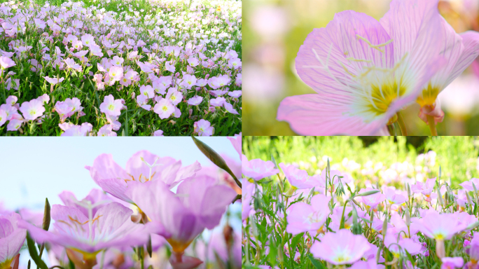 花 野花 花海