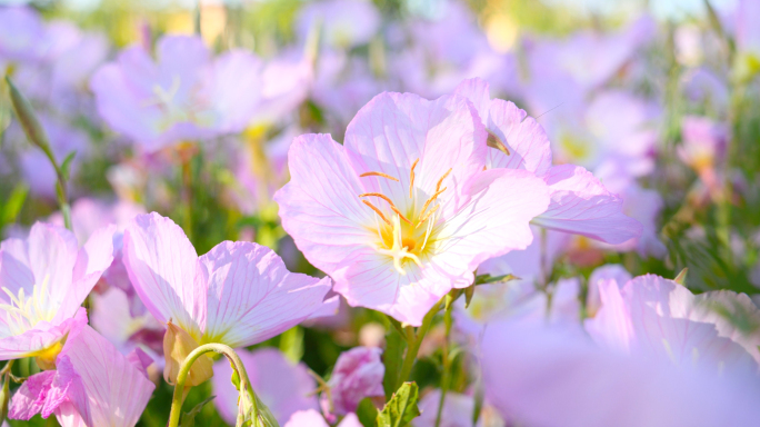 花 野花 花海