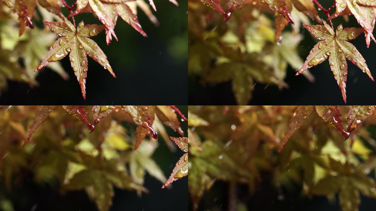 风雨中飘摇的枫树叶子写意视频