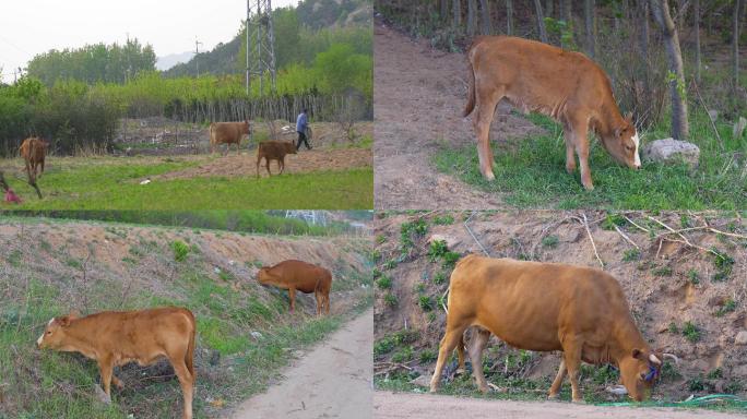 农村老人放牛，散养牛