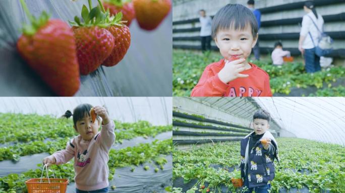 草莓园孩子采摘吃草莓儿童采摘草莓