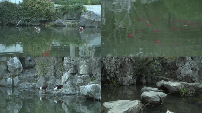 小池塘水面倒影锦鲤鸳鸯假山空镜C004