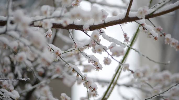 雪景梅花腊梅寒风怒放