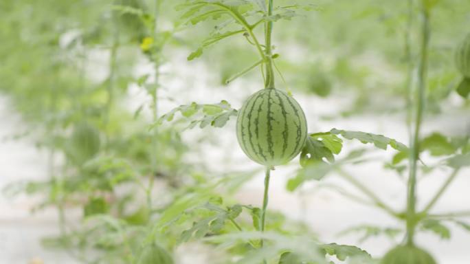 大棚西瓜温室西瓜科技农业乡村振兴