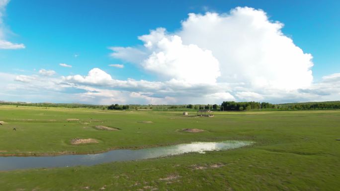 4K航拍草原枯树飞鸟蓝天绿洲湿地