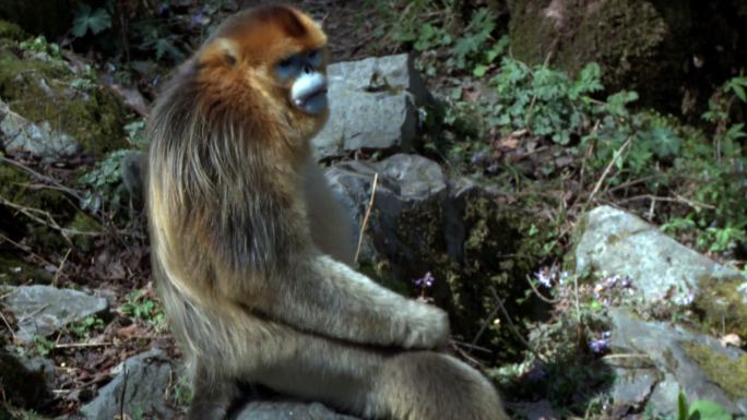 金丝猴坐在石头上吃东西