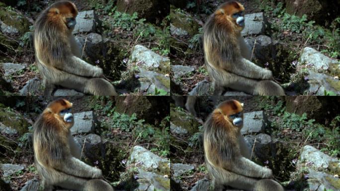 金丝猴坐在石头上吃东西