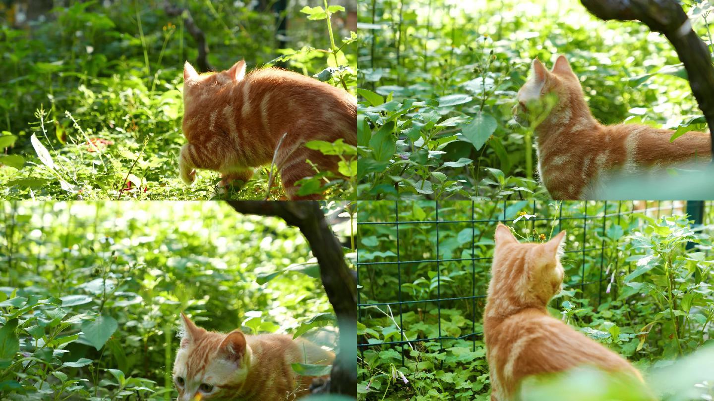 春天草丛里的小橘猫在玩耍4k视频素材