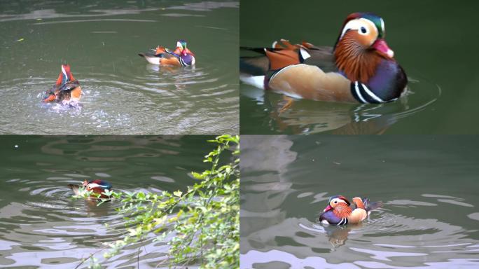 湖面河边鸳鸯戏水水禽类素材C004