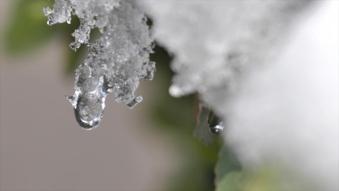 【4K】雪中冬青梧桐晶莹的水滴落下