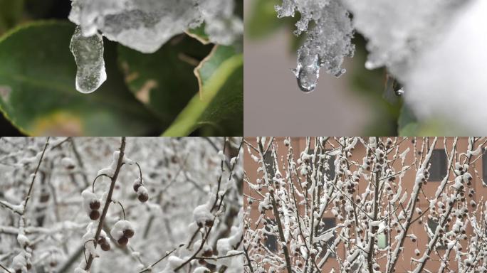 【4K】雪中冬青梧桐晶莹的水滴落下