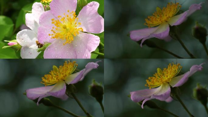 蜜蜂 采蜜 夏天 花瓣 花心