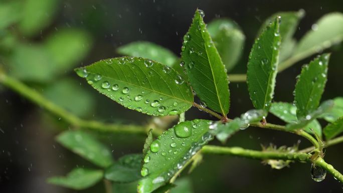 斜风细雨中腊梅树嫩叶上水珠水滴唯美视频