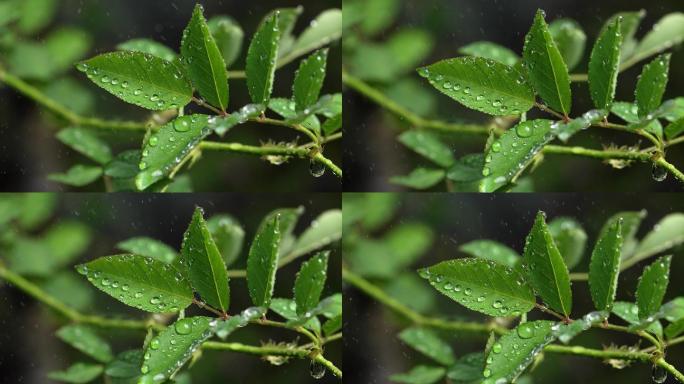 斜风细雨中腊梅树嫩叶上水珠水滴唯美视频