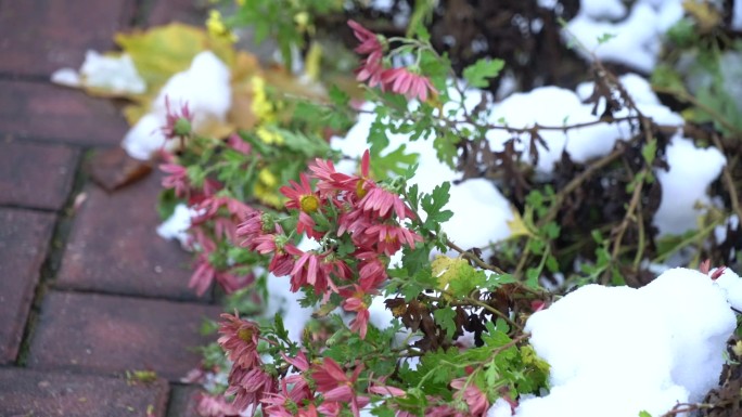 雪后菊花