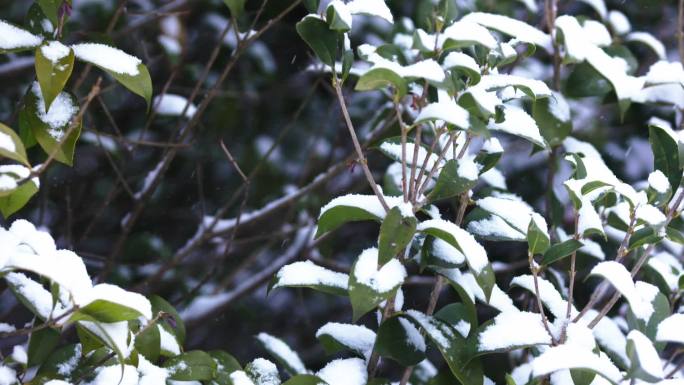 冬日下雪雪花雪景树枝花苞空境意境C004