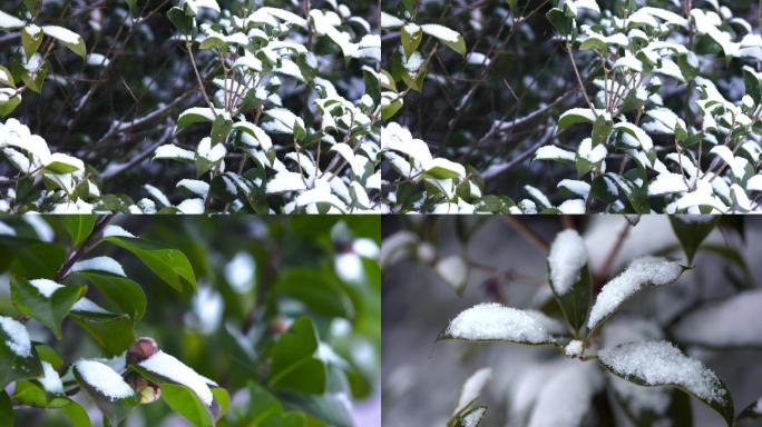 冬日下雪雪花雪景树枝花苞空境意境C004