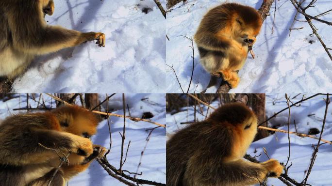金丝猴在冬天寻找食物