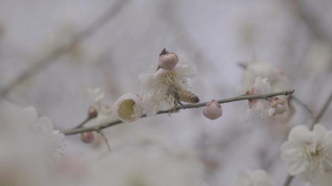 蜜蜂采蜜梅花4K