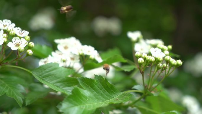 山楂树开花了招来了很多小蜜蜂