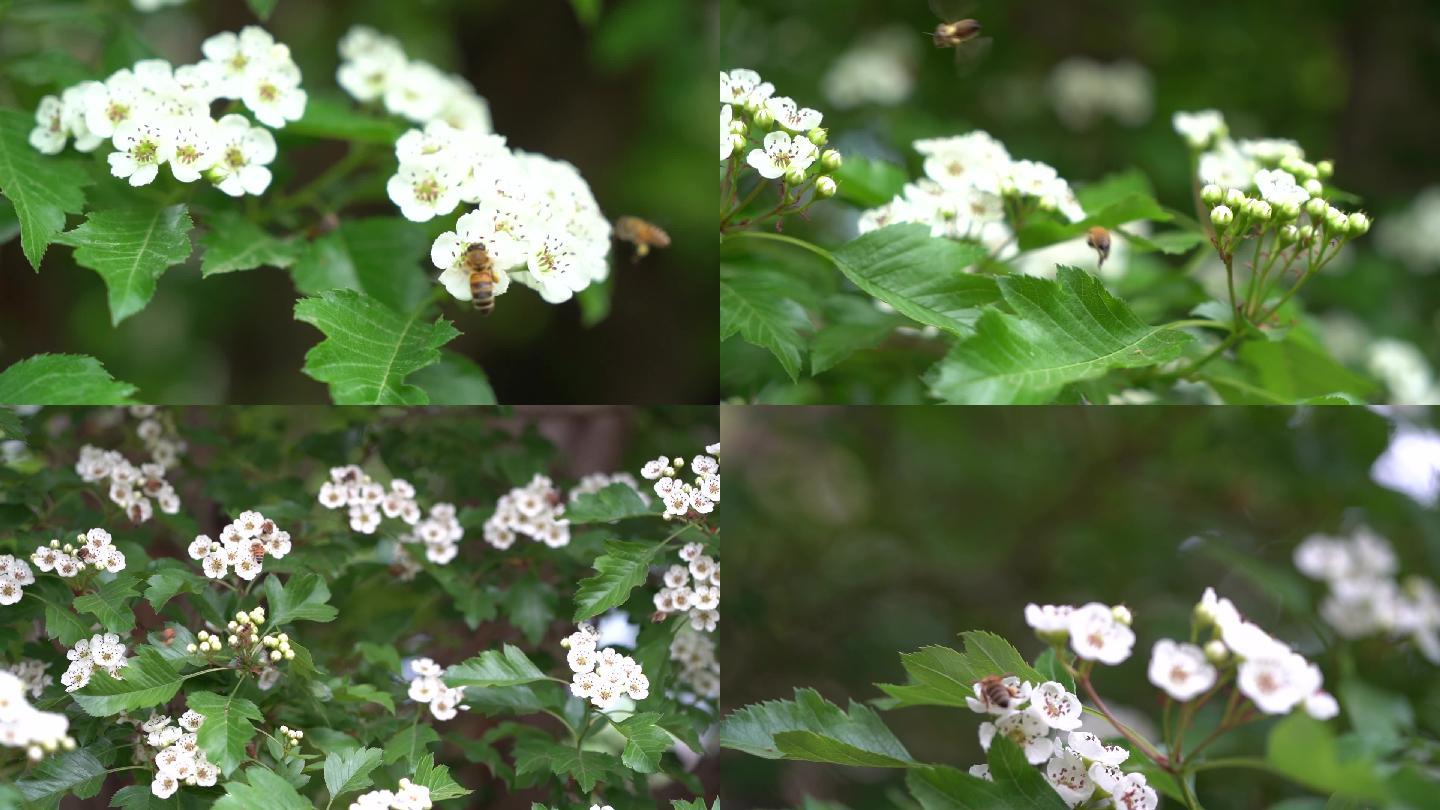 山楂树开花了招来了很多小蜜蜂