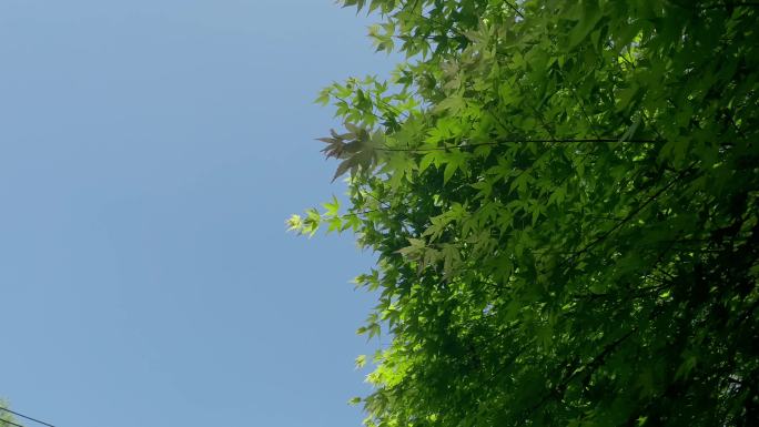 树与蓝天