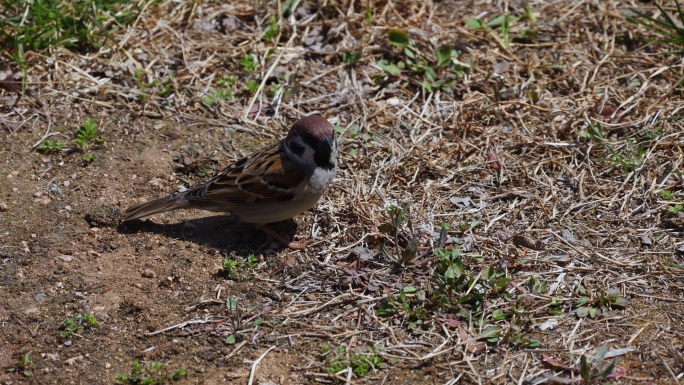 草地 觅食 鸟儿 麻雀