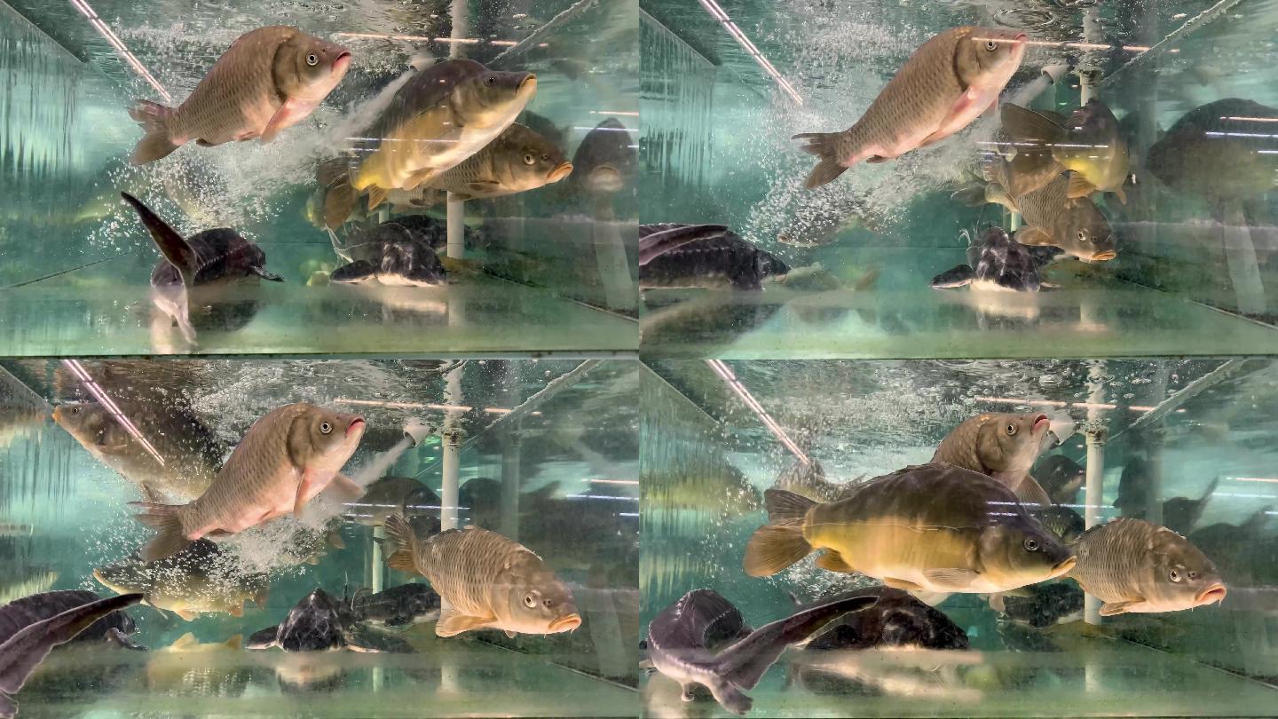 4K实拍鱼缸里的鱼餐厅里的鱼