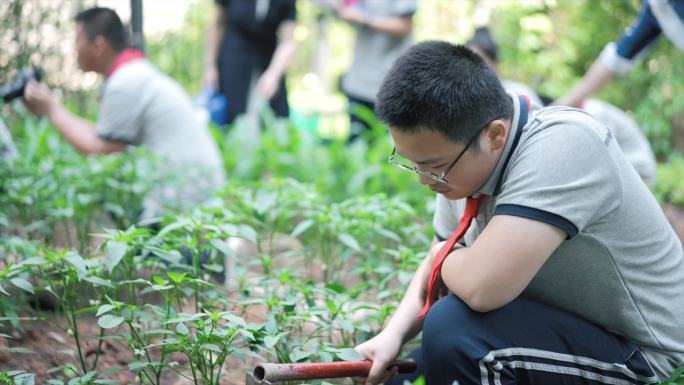 劳动节植树