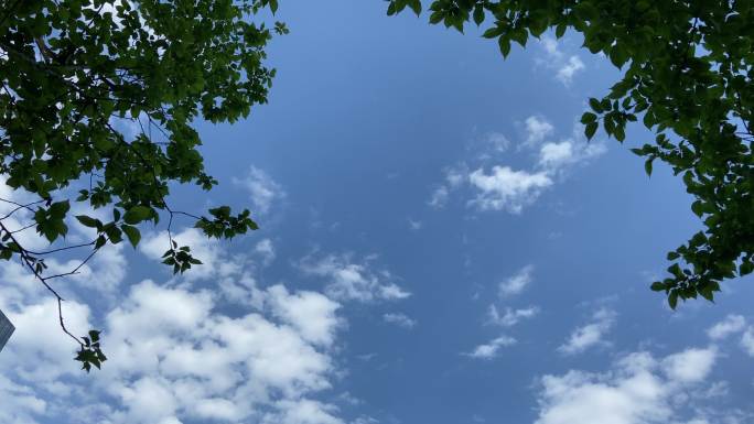 空镜 蓝天白云 树木