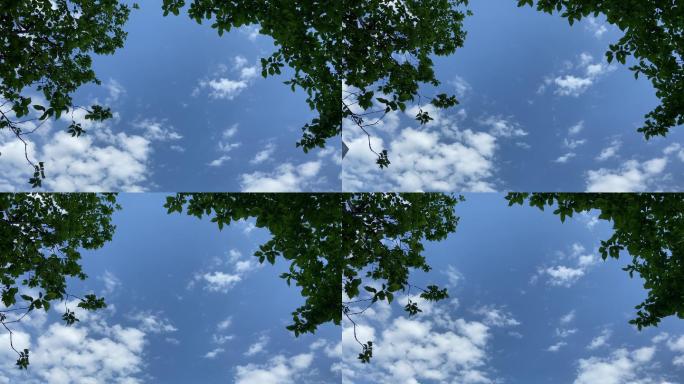 空镜 蓝天白云 树木