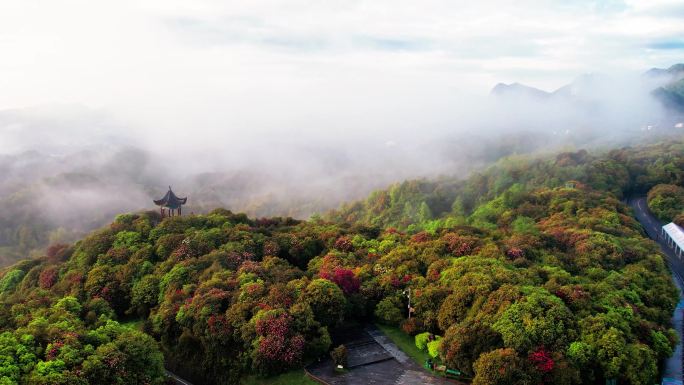 百里杜鹃普底景区云雾缭绕