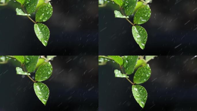 斜风细雨中腊梅树嫩叶上水珠水滴唯美视频