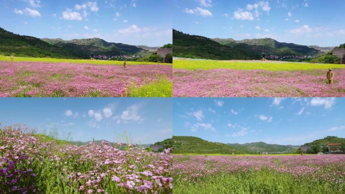 济南南部山区乡村振兴花朵田园野趣绿水青山