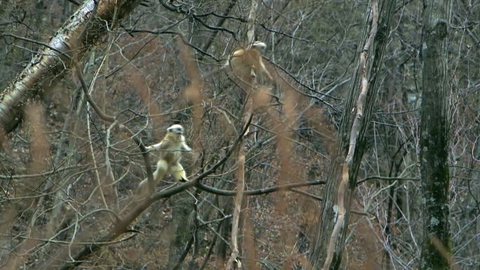 金丝猴在树枝上追赶