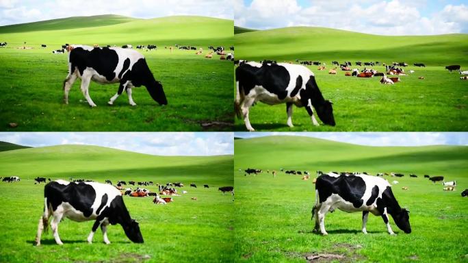 阳光下奶牛在辽阔无边大草原信步游走吃草