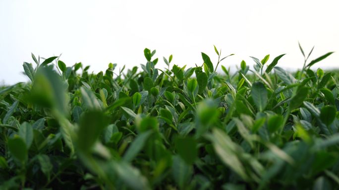 安溪茶园茶树茶叶特写绿色植物风景自然生态