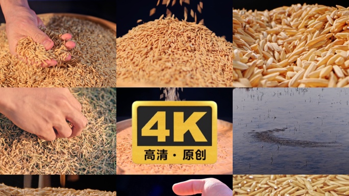 4k水稻育苗发芽生长 播种稻谷粮食丰收