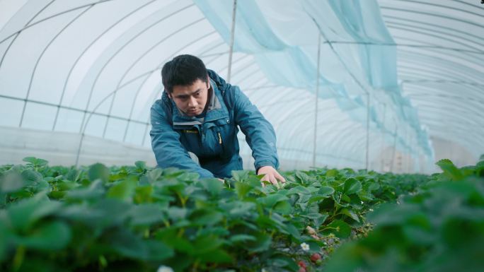 4K_科学种植草莓基地大棚