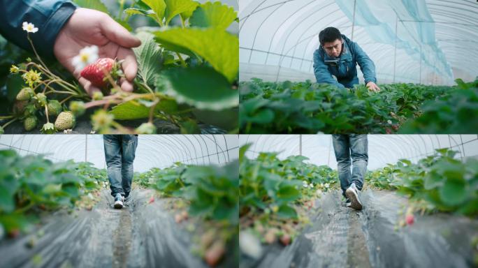 4K_科学种植草莓基地大棚