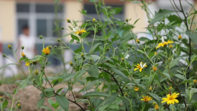 野菊花