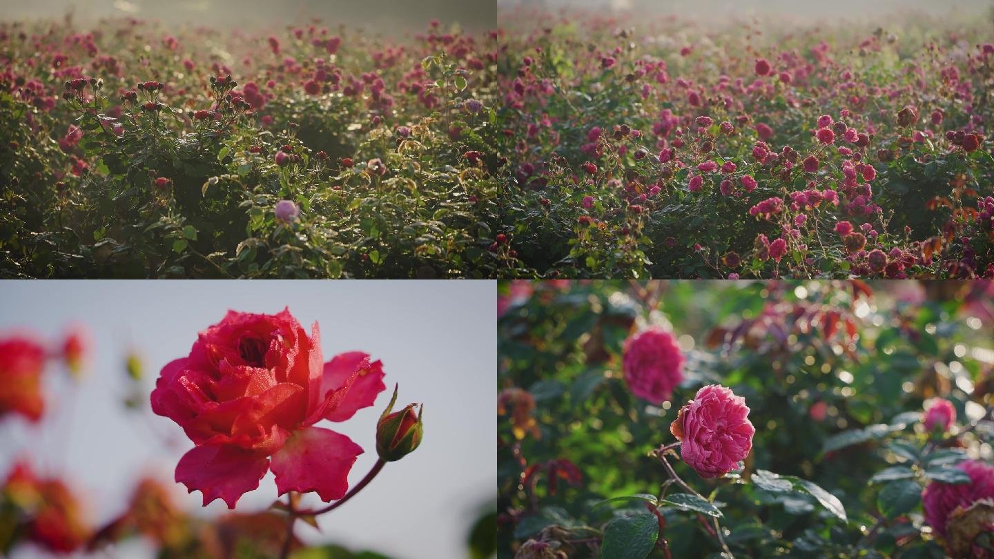 清晨的玫瑰园 玫瑰花空镜