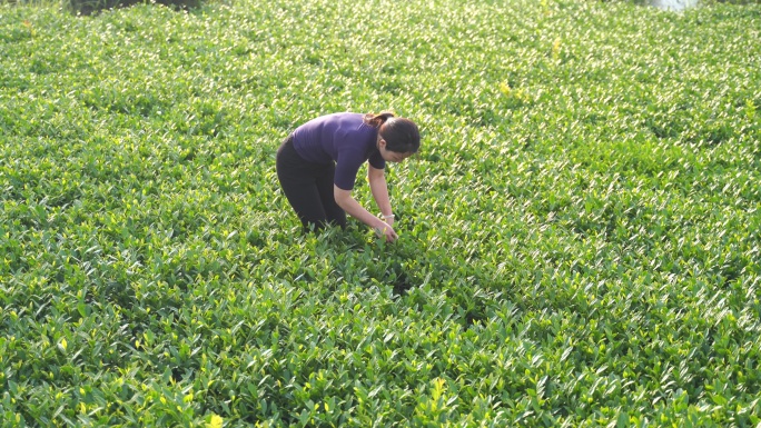 安溪采茶摘茶叶铁观音茶园采茶