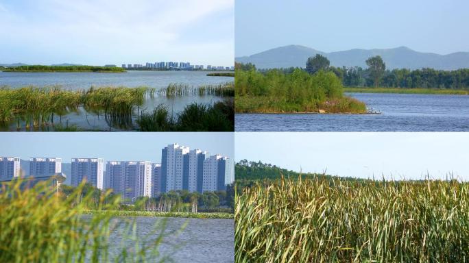 湖泊 芦苇荡 湿地公园