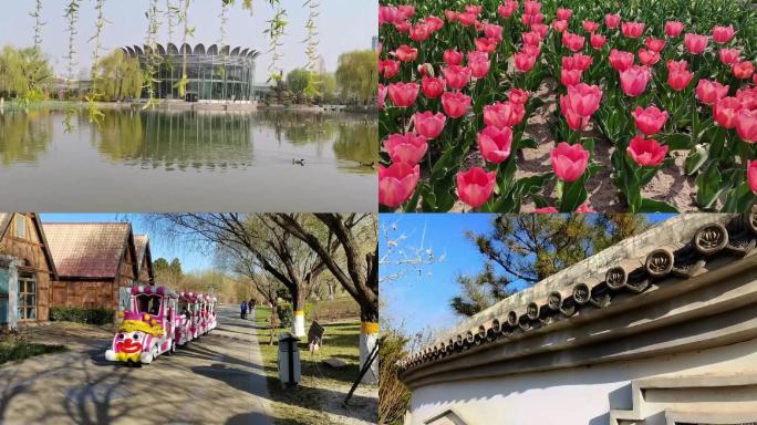 公园晨练鲜花阳光春景 北京地标