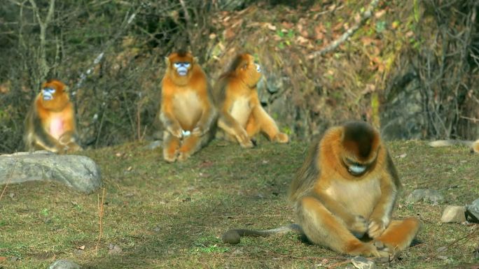 金丝猴群坐在草坪上2