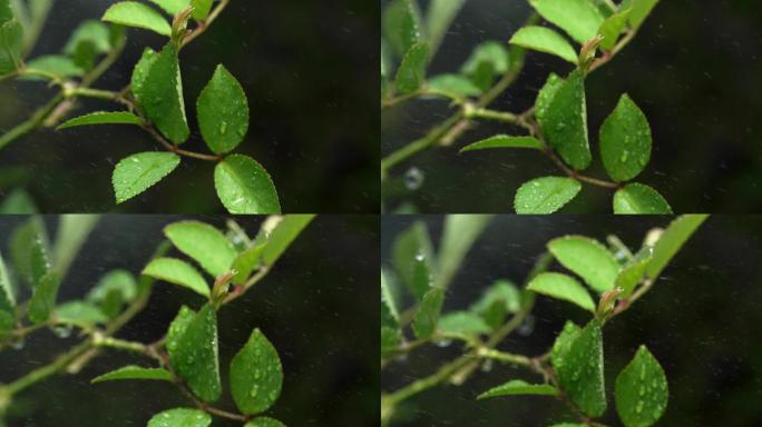 斜风细雨中腊梅树嫩叶上水珠水滴唯美视频