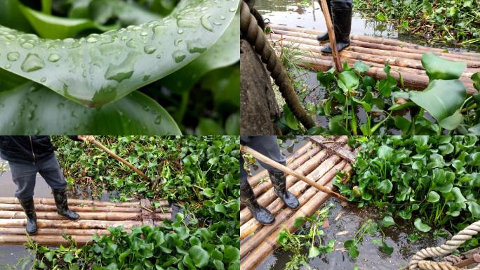 浮水莲打捞浮水莲水葫芦整理水葫芦浮水植物