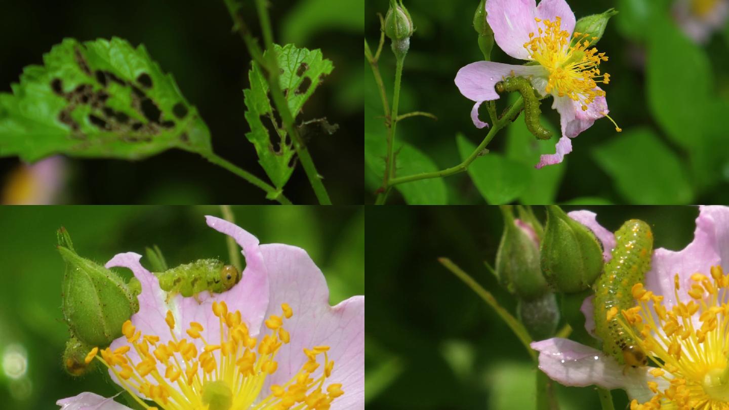 病虫害 水稻病虫害 棉花害虫 丰收 蚕食